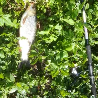 Plageteich (Witzeeze)-1