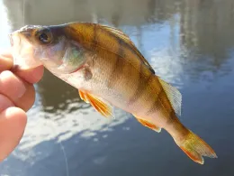 Müggelspree (Berlin-Wilhelmshagen)-4