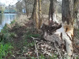 Müggelspree (Berlin-Wilhelmshagen)-2