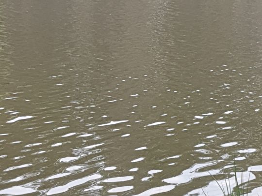 Oberndorfer Weiher (Erlangen)-3