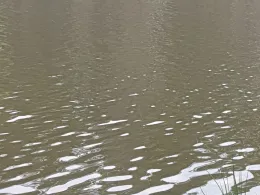 Oberndorfer Weiher (Erlangen)-3