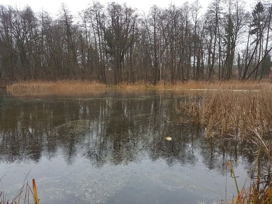 Mühlenteich (Alt Rosenthal)-0