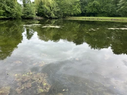 Kopfweiher (Benrath)-1