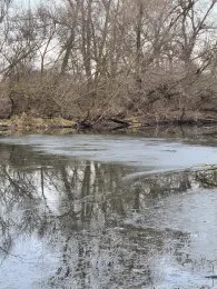 Maulbeerauer Altrhein