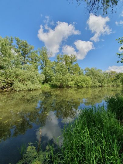 Maulbeerauer Altrhein-3