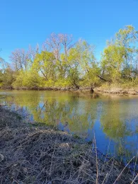 Maulbeerauer Altrhein-1