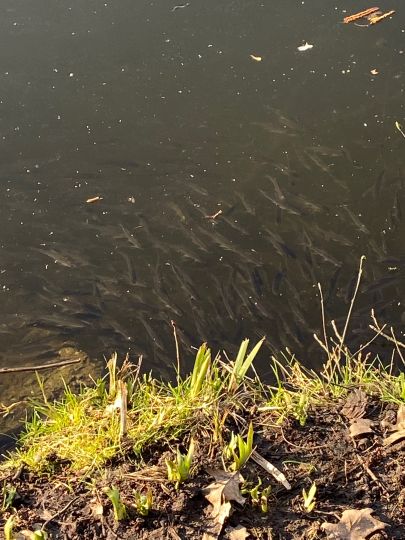 Quellenteich (Braunschweig)-3