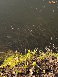 Quellenteich (Braunschweig)-3