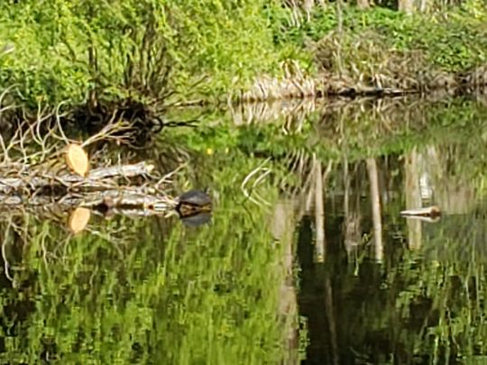 Burggraben Kalbe/Milde-3