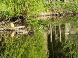 Burggraben Kalbe/Milde-3