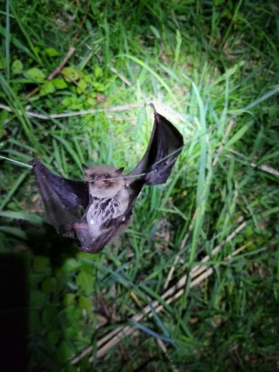 Martin-See (Königsmoos)-2