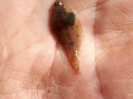 Südgeorgsfehnkanal-1