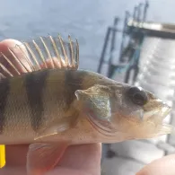 Talsperre Cranzahl-2