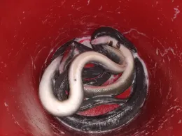 Spree (Berlin-Friedrichshain)-2