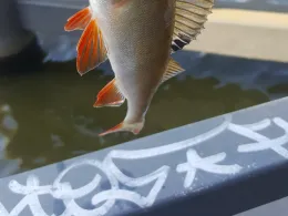 Spree (Berlin-Friedrichshain)-3