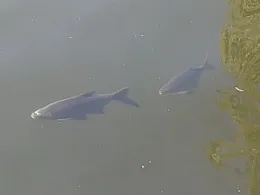 Spree (Berlin-Friedrichshain)-1