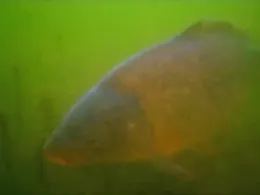 Neue Kiesgrube (Elchingen)-1