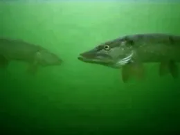 Neue Kiesgrube (Elchingen)-2