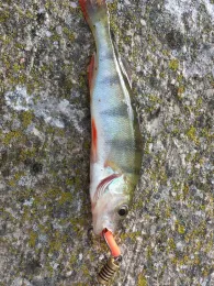 Mosel (Oberbillig-Wasserbillig)-2