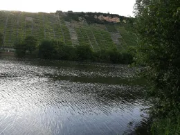 Neckar (Mundelsheim-Hessigheim)-2