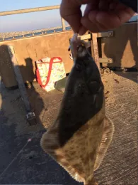 Nordsee (Hirtshals)-1