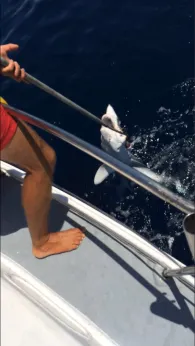 Atlantik (Alporchinhos)-1