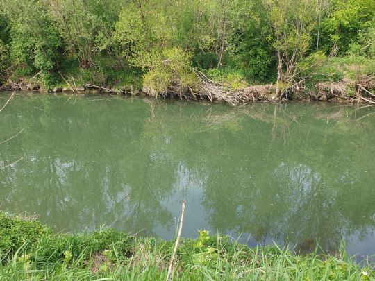 Neckar (Kirchentellinsfurt)-2