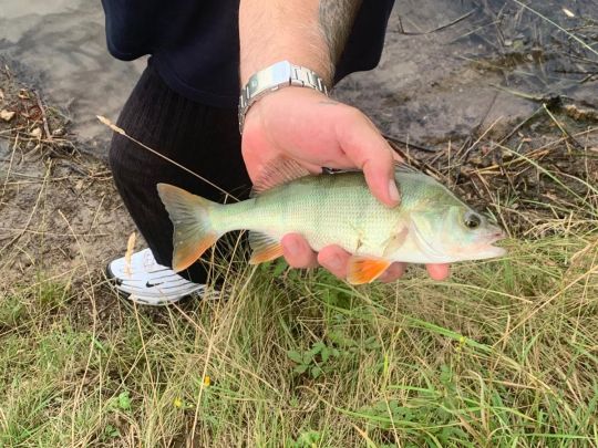 Kiesgrube K2 (Bad Frankenhausen)-3