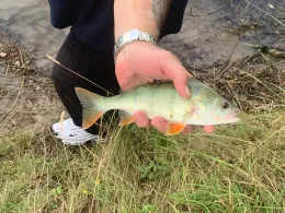 Kiesgrube K2 (Bad Frankenhausen)-3