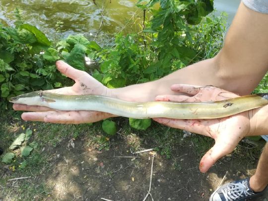 Kiessee Göttingen-2