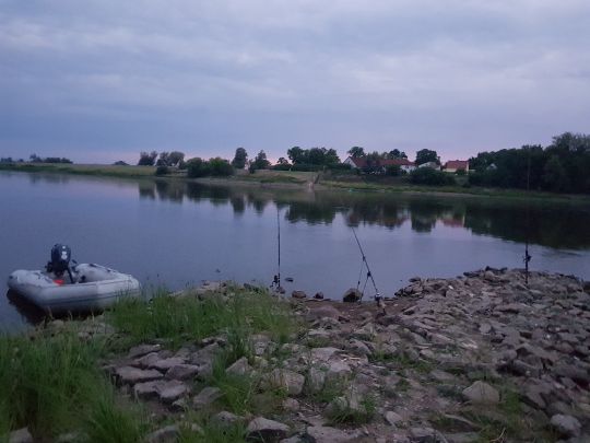 Oder (Hohenwutzen)-1