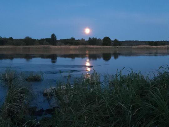 Oder (Hohenwutzen)-2