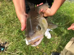 Steina (Waldshut-Tiengen)