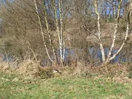 Heilshorner Teiche-1