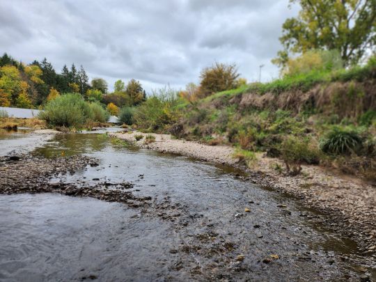 Neckar (Mittelstadt)-4