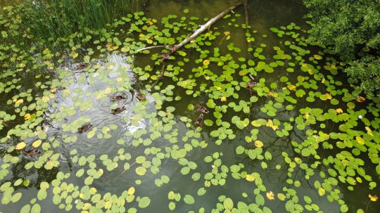 Flacher See (Klocksin)-3