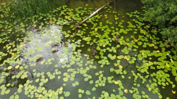 Flacher See (Klocksin)-3