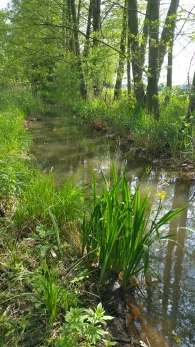 Koselmühlenfließ-1