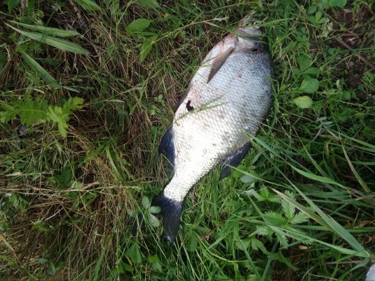 Weserdurchstichsee (Borlefzen)-1