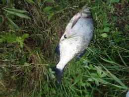 Weserdurchstichsee (Borlefzen)-1