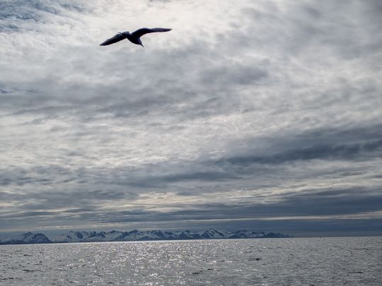 Nordmeer (Tromsø)-1
