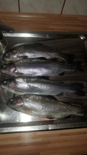 Fischersee Forelle (Kronshorst)-3