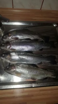 Fischersee Forelle (Kronshorst)-3