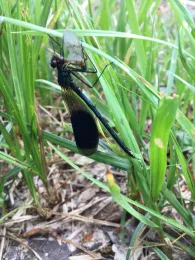 Nuthe (Märtensmühle-Ahrensdorf)-1