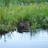 Großer Schönfelder See-2