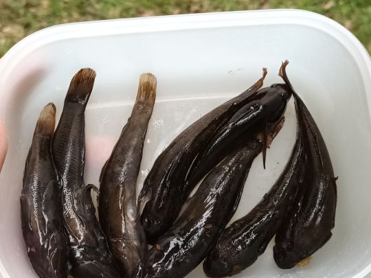 Wolziger See (Heidesee)-4