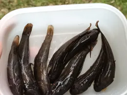 Wolziger See (Heidesee)-4