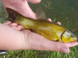 Dreyer Hafen (Alte Weser)-3