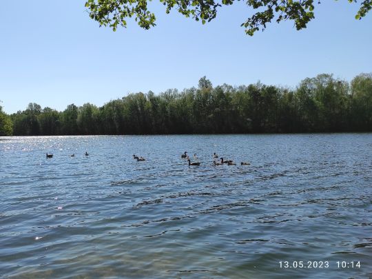 Nymphenteich (Brieselang)-4