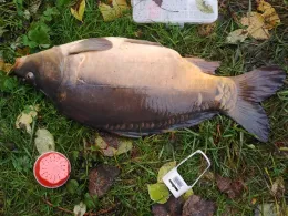 Gärtnerteiche Wismar-2